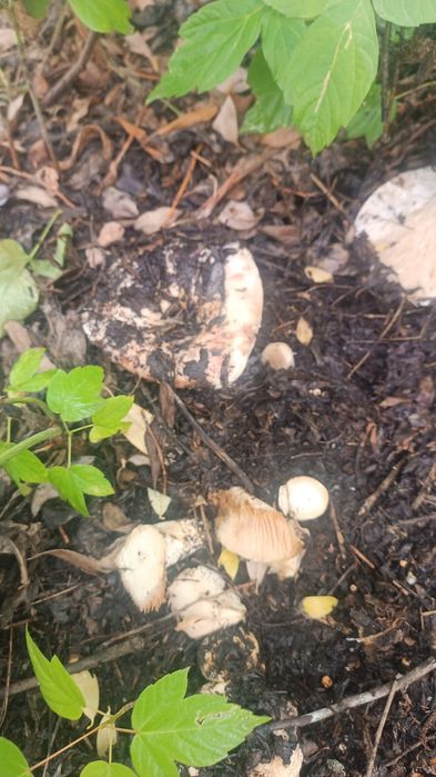 ГРузди грыбы свежие продается