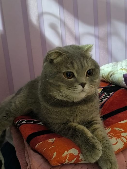 Кошки в добрые руки