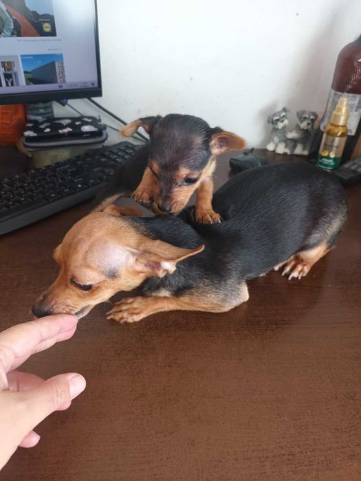 Мъжки мини пинчер