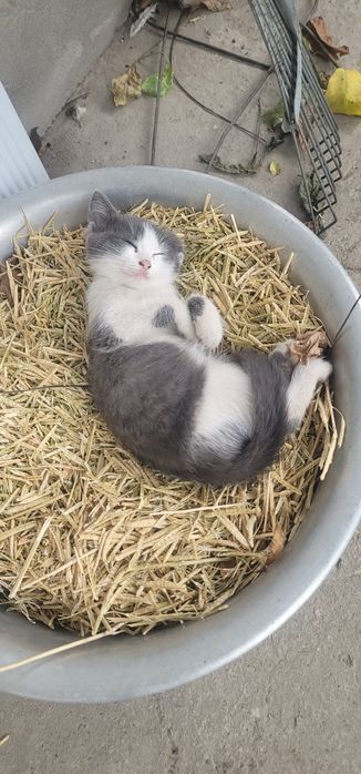 Котята в добрые руки.