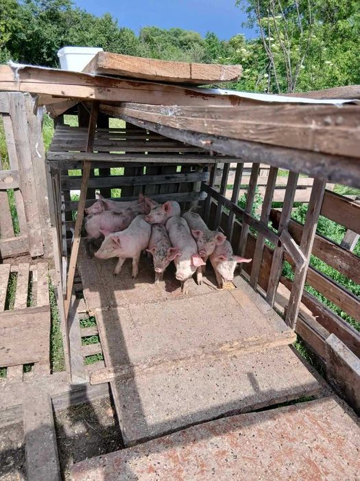 Продавам прасета ,кози и шилета