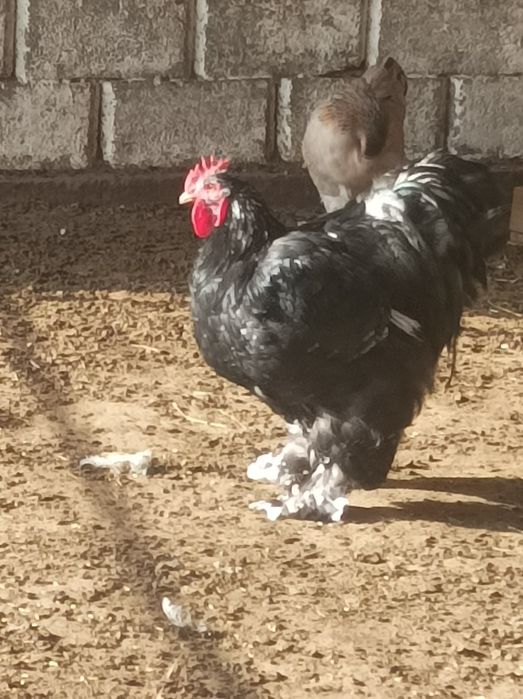 Секстен әдемі порнография