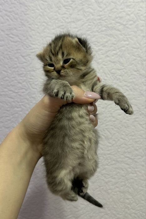 Плюшевые котята готовы найти свой дом