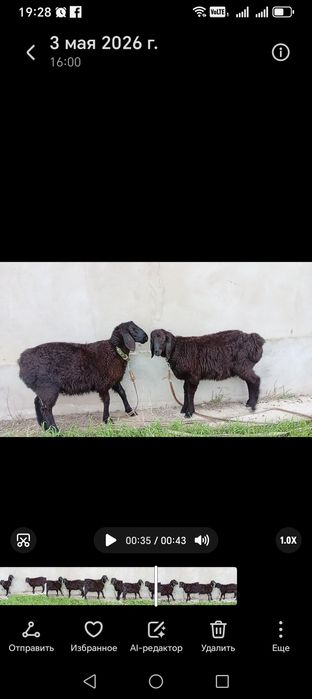Қозылар сатылады семиз Сырбазга