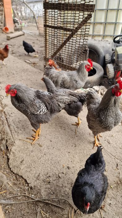 Vand cocoși Playmount