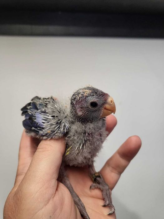Pui papagali Rosella