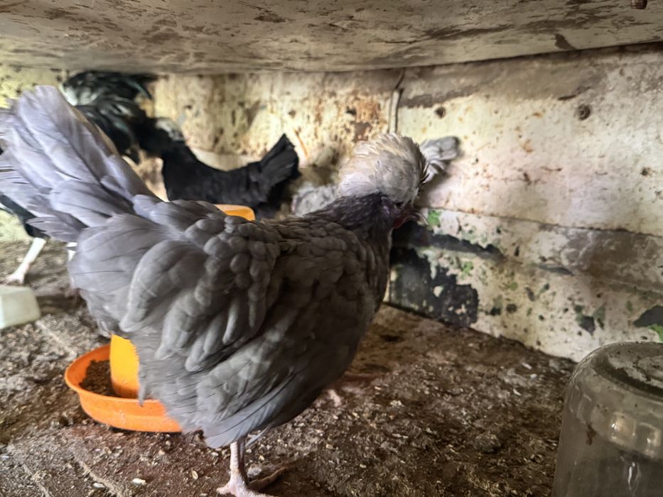 галланка товуклар сотилади голандский