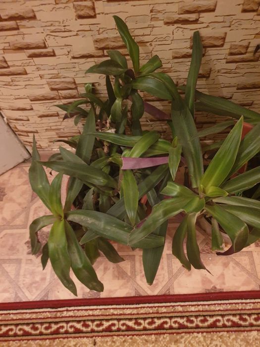 Цветы домашние отличные