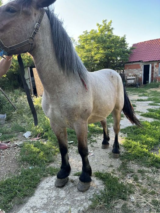Vând cal castrat de 3 ani