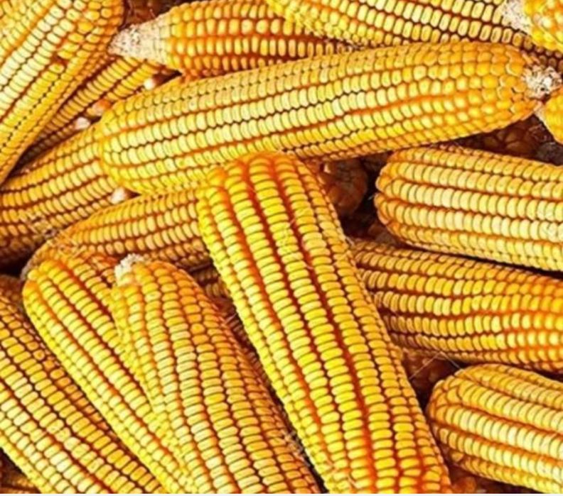 Vand porumb stiulete, productie 2025