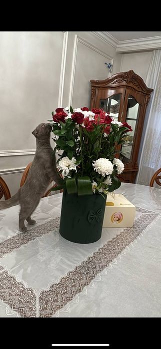 :Qiz mushuklarni mexmonga qabul qilamiz