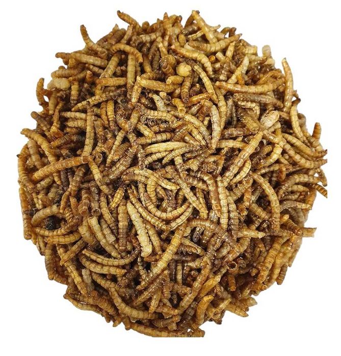 Кепак курти / Kepak qurti / Мучной червь