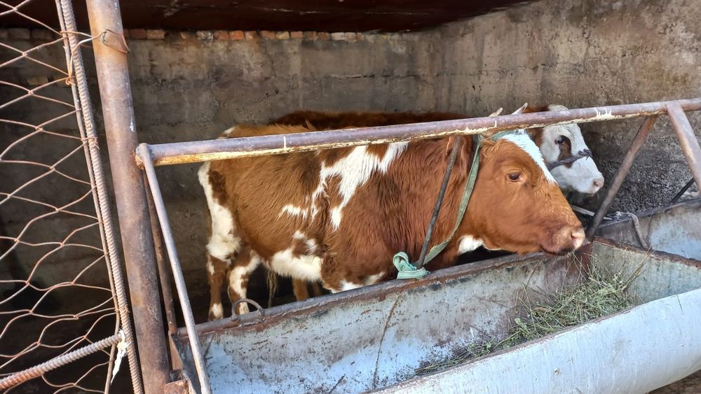 Екі бас құнажын сатылады