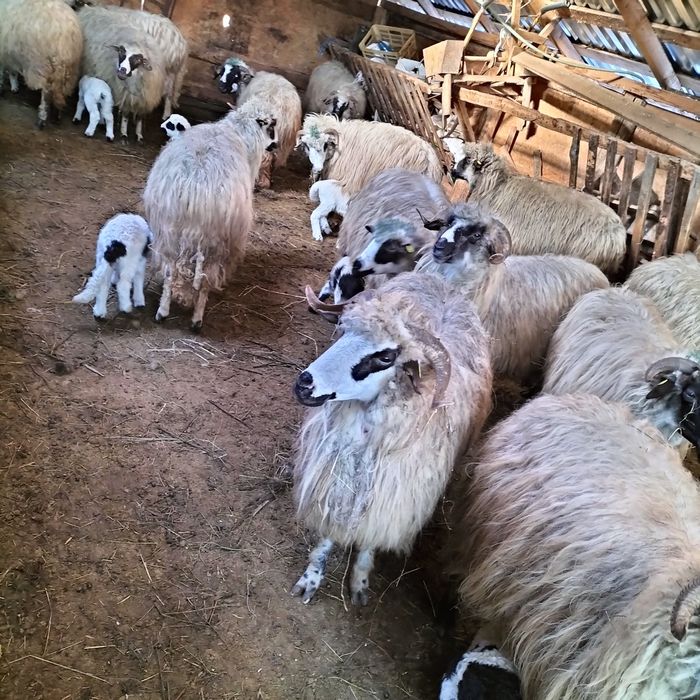 Vând oi cu miei  preț negociabil