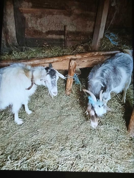 Vand 6 capre tinere gestante bune de lapte