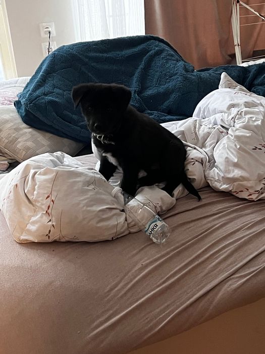 Подарявам кученце на 2 месеца