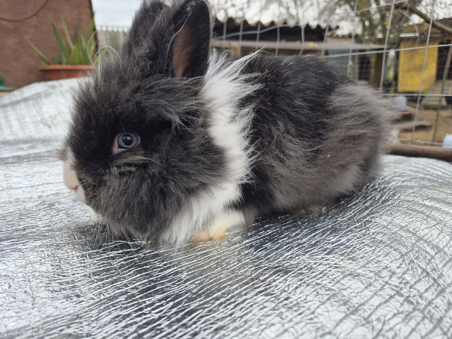 Iepuri cap de leu-mascul