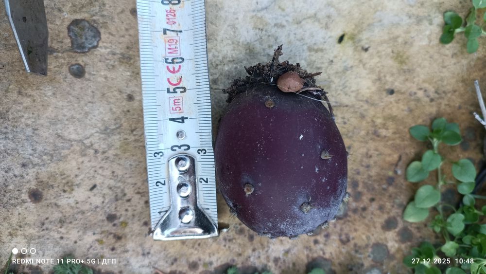 Студоустойчиви кактуси опунция