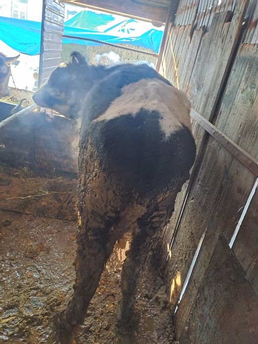 Продам быка 1,5года