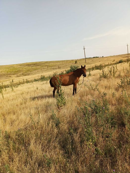 Vand iapă cuminte și foarte ascultătoare