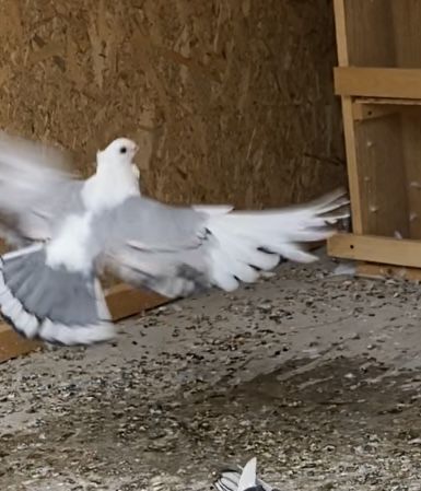 Porumbei misirli satineti