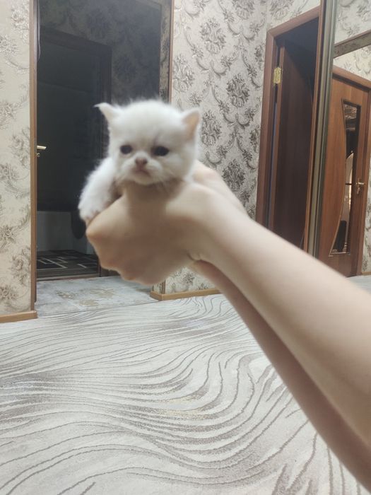 Продам вислоухих котят