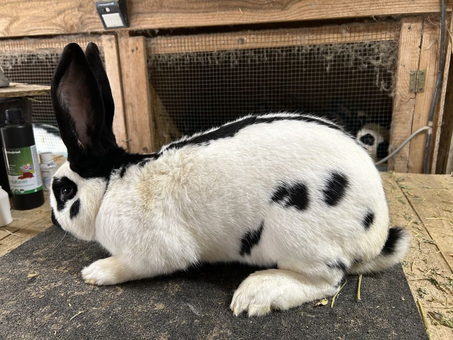 Mascul Fluture german