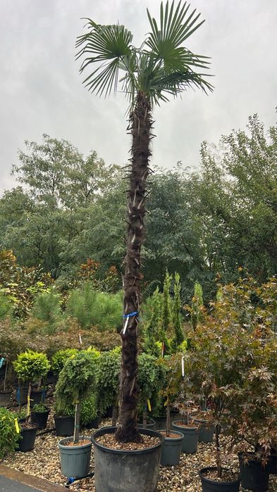 i Palmierii Trachycarpus