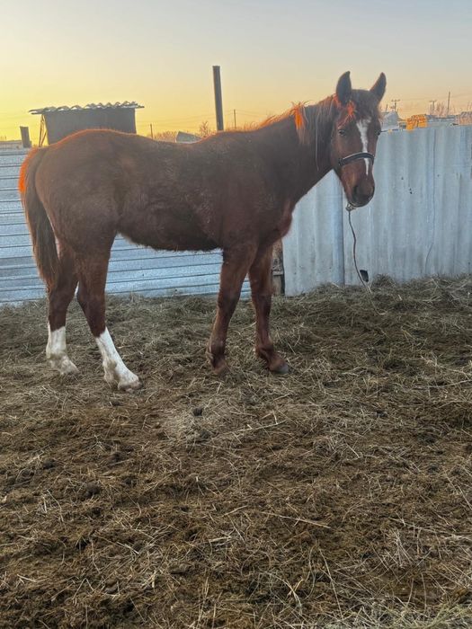 Сатылымда бір жылдық еркек тай