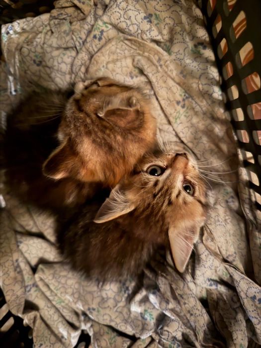 Котята бесплатно
