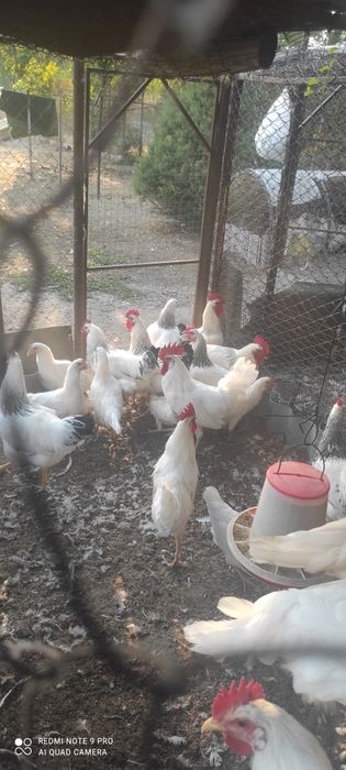 Продам петухов разных