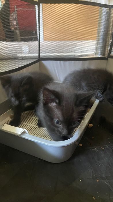 Отдам котят в хорошие руки