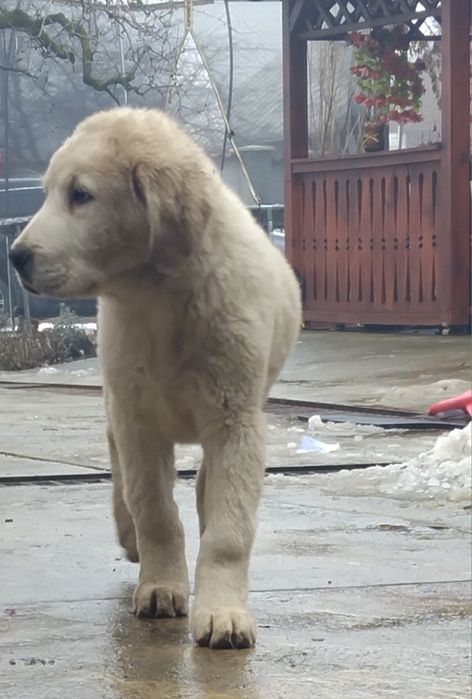 Ciobănesc de Asia Centrală