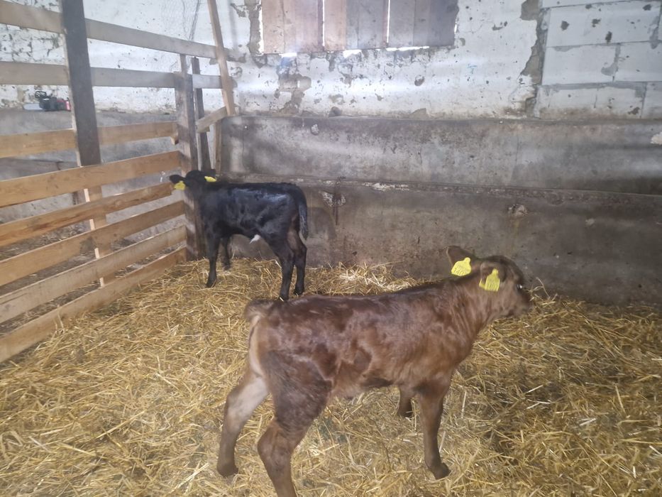 2 vitele de vânzare angus