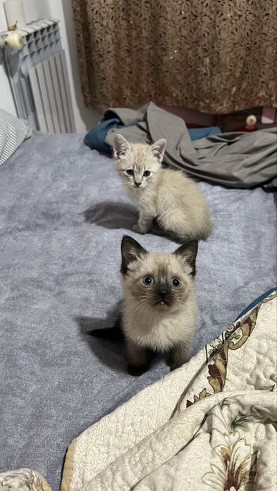 Котята породистые