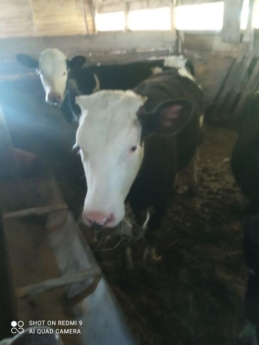 Vând vitei de 5 luni