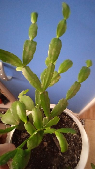 Цветочки,цена 500тенге