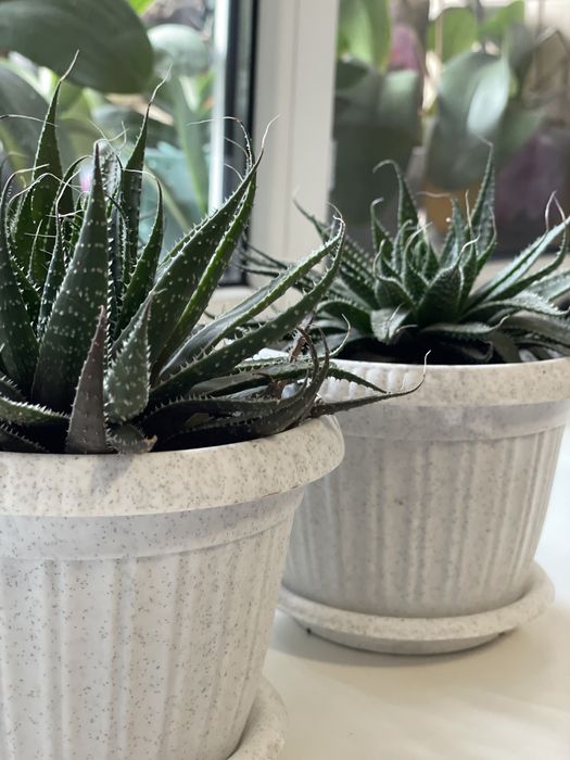 Алое осистое (аристата)