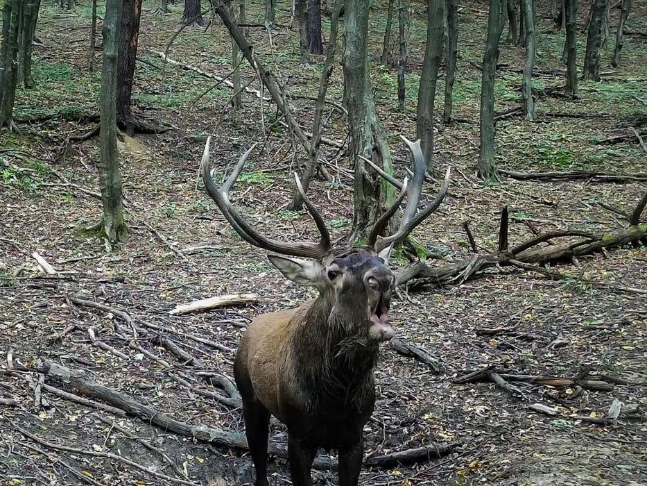 Camera Vanatoare ForestVision Live Pro 2 Cu GPS 4G 32MP 4K