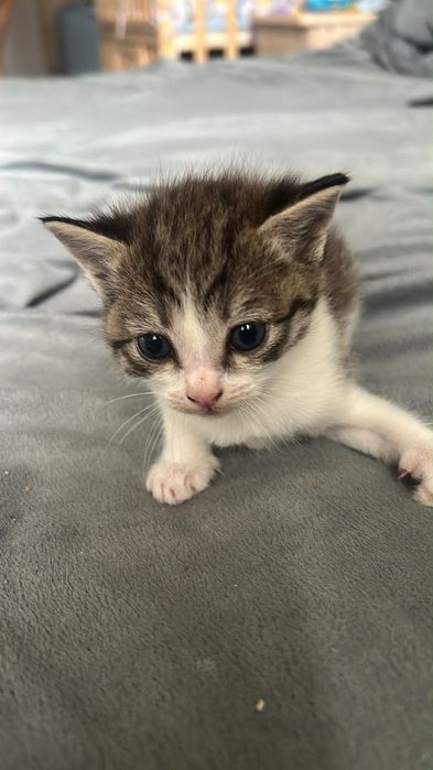 Отдам даром котенка