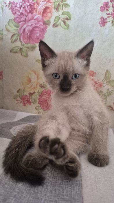 Отдам кота бесплатно