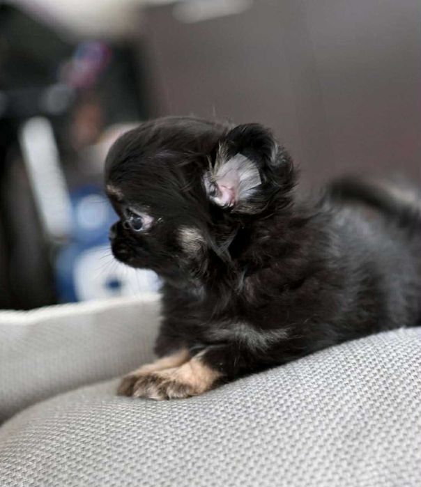 Женско миниатюрно дългокосместо чихуахуа черно с подпали