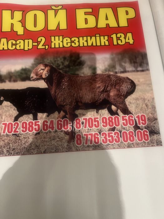 Қой , тоқты , қошқар сатылады