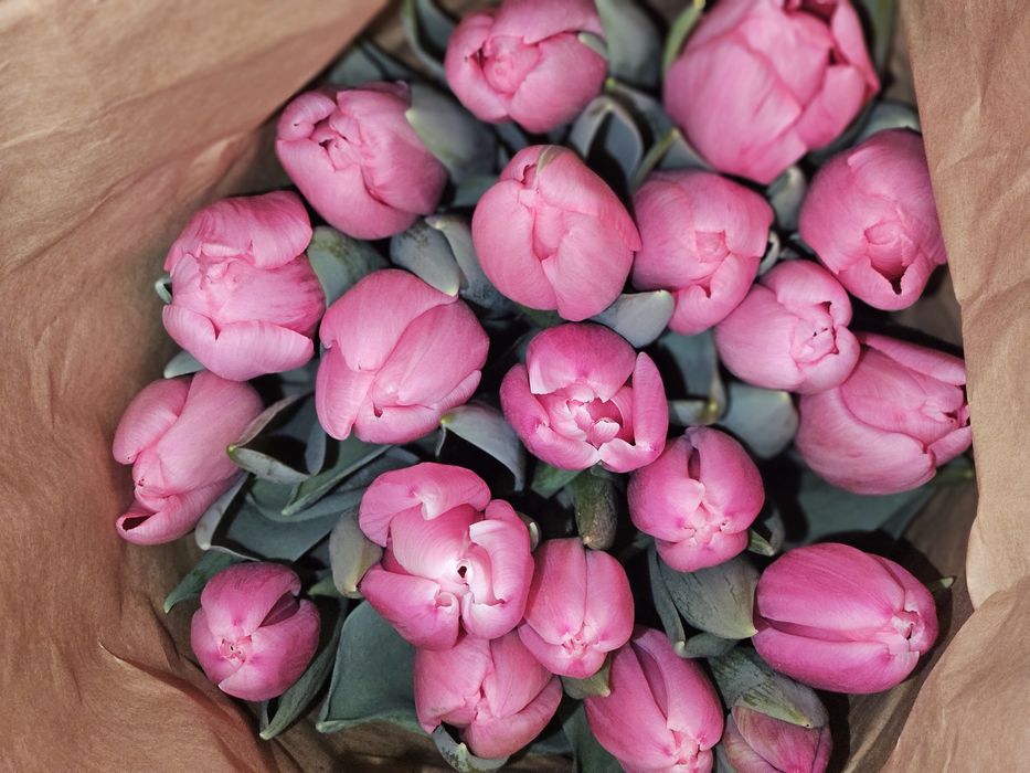 Тюльпаны Галанский оптом