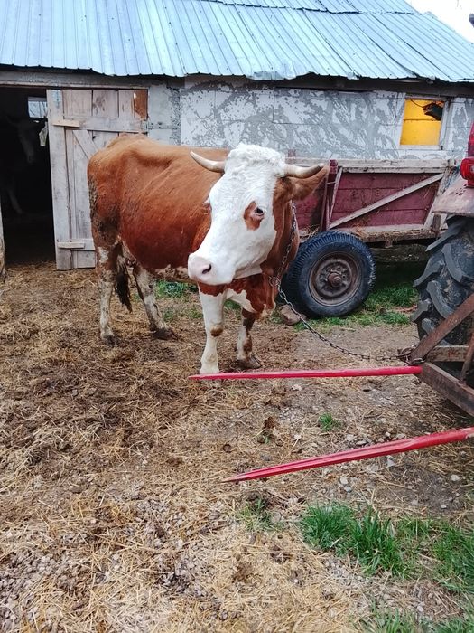 Vînd vaca cu lapte