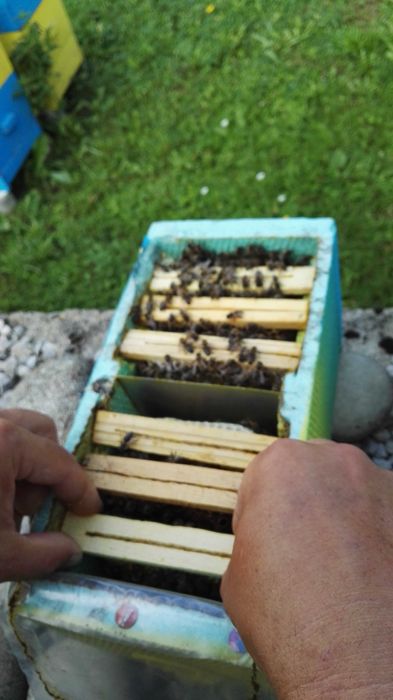 Пчелни  отводки и майки 2026