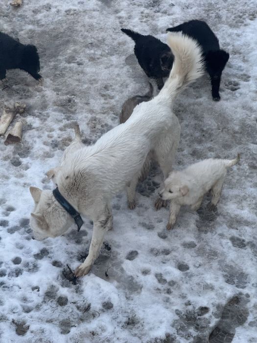 Продам щенков 2 месяца