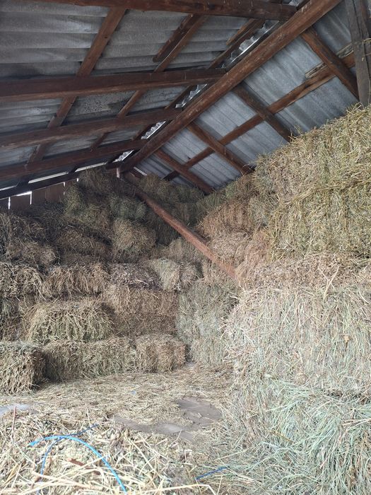 Baloti fan si lucerna