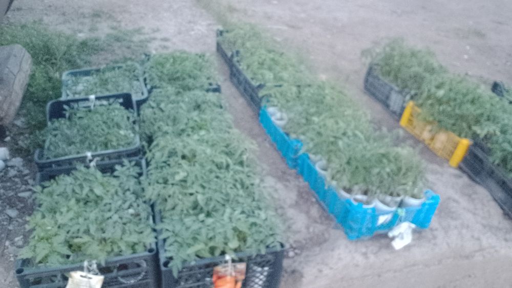 Продам рассаду  недорого