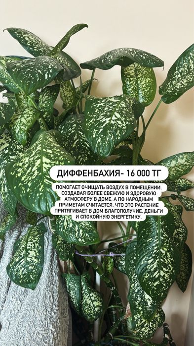 Продам цветы комнатные